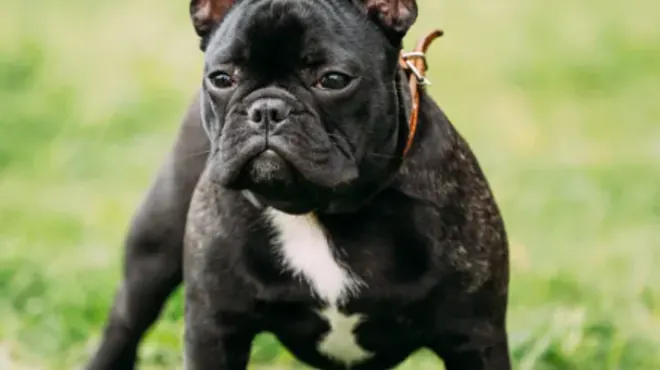 Todo Sobre Bulldog Frances Recomendaciones: El Mejor Amigo con Ojos de Pájaro