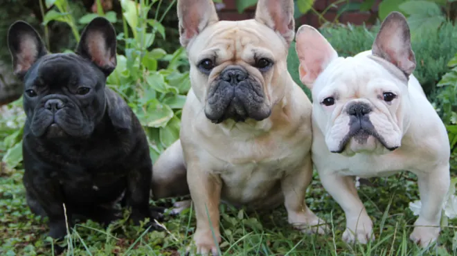 Bulldog francés que comen: Lo que debes saber sobre su alimentación