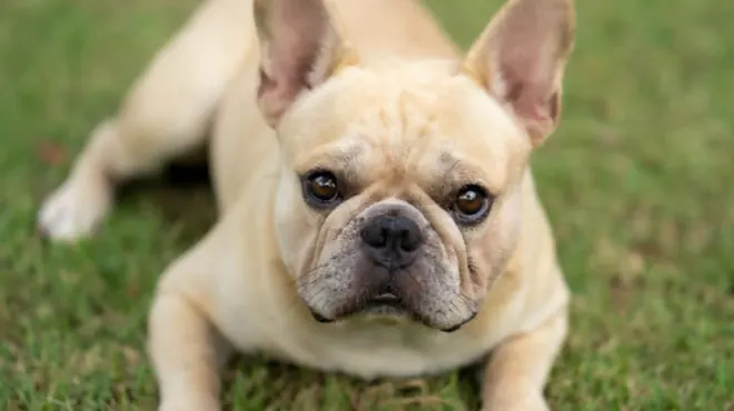 Bulldog Francés Temperamento: Características y Comportamiento de esta Raza