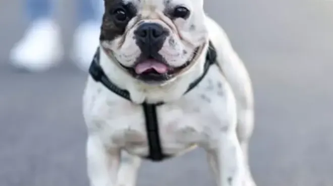 Como saber si mi bulldog frances es puro: Guía Definitiva