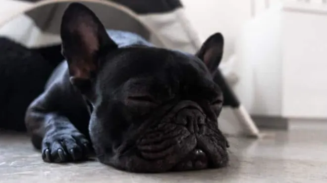 Porque los bulldog franceses roncan: Descubre los secretos de su adorable sonido