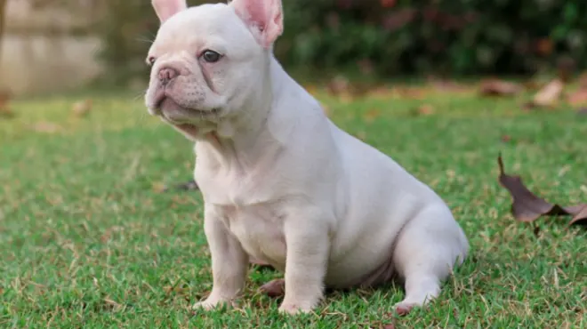 Que tipos de bulldog frances existen: Conoce las variedades y características