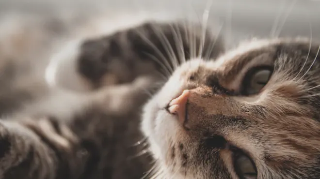 Razones por las que las razas de gatos son únicas y adorables