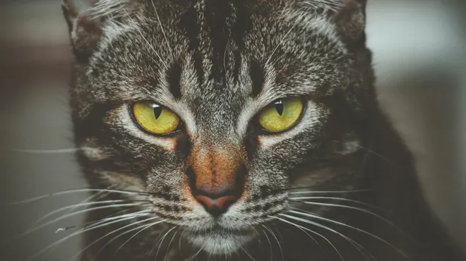 Son peligrosos los gatos? Descubre la verdad detrás de estos felinos enigmáticos
